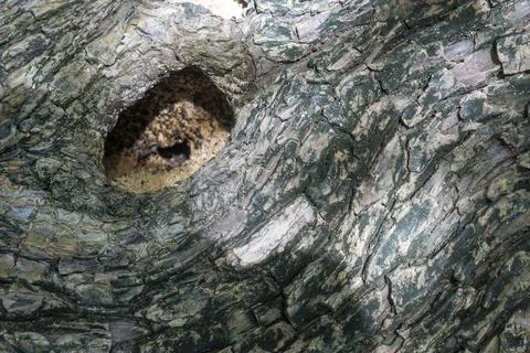 Tree trunk with a hole in it Foto stock