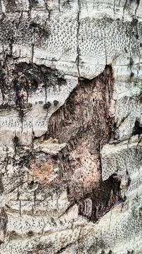 A tree trunk with a hole in it, texture wooden background wallpaper Stock Photos
