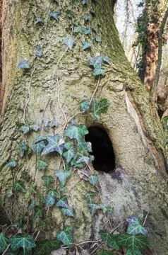 Tree Trunk with Hole 库存照片