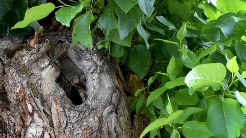 Tree trunk with a hollow on the background of green leaves in summer Stock Footage 93378454