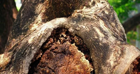 Tree trunk with hollow bark texture sways in park breeze, revealing rough knot Stock Footage 344726381