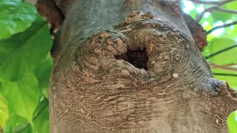 Tree Trunk Hollow with Green Foliage Background. Vídeos de archivo 342968715