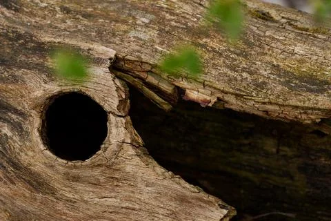 Tree trunk with a hollow Stock Photos