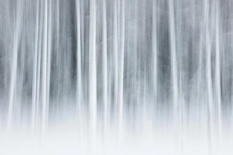 Tree trunk ICM. Foto stock