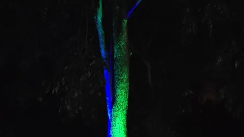 Tree trunk illuminated with blue and green lights. Stock Footage 341332875