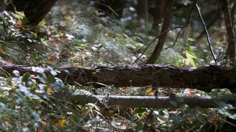 Tree trunk illuminated by sunbeams. 库存影片 238832112