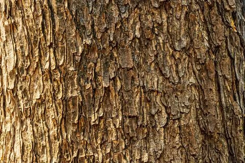 Tree trunk Stock Illustration