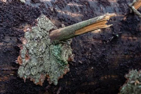 Tree trunk infested with bark beetle. Tree trunk eaten by forest parasite. Stockfoto's