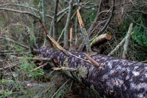 Tree trunk infested with bark beetle. Tree trunk eaten by forest parasite. 스톡 사진