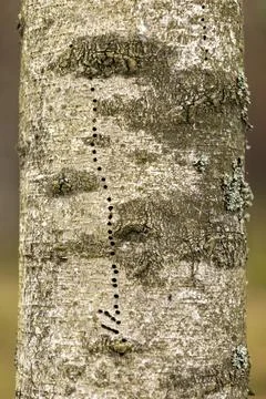 Tree trunk infested with bark beetles. Rotten coniferous wood. Spring season. Stock Photos