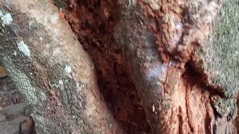Tree trunk infested with termites Stock Footage 286331025