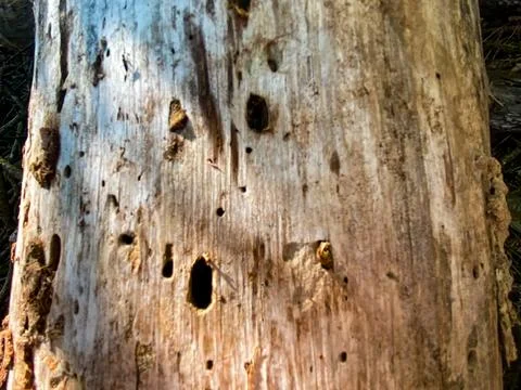 Tree Trunk with Insect Damage Stock Photos