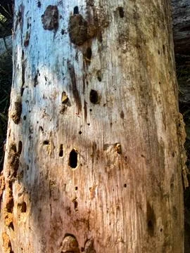 Tree Trunk with Insect Damage Stock Photos
