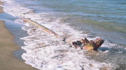 A tree trunk inside the sea swept through the waves of sea on the beach without Stock Footage 130728827