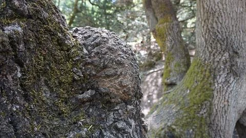 Tree Trunk isolated from Background Bark Texture Foto stock
