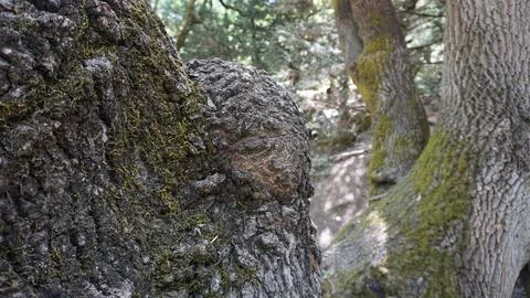 Tree Trunk isolated from Background Bark Texture Foto stock