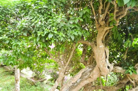Tree trunk isolated from background Stock Photos