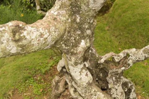 Tree trunk isolated from background Stock Photos