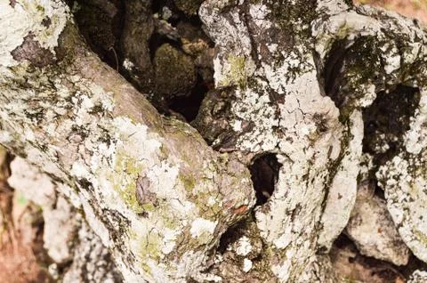 Tree trunk isolated from background Stock-Fotos