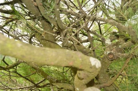 Tree trunk isolated from background Stock-Fotos