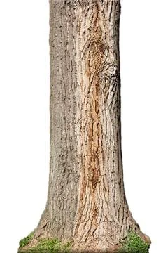 Tree Trunk Isolated On White Background Stock Photos