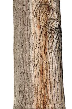 Tree Trunk Isolated On White Background Stock Photos