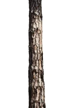 Tree Trunk Isolated On White Background Foto stock
