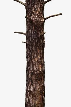 Tree Trunk Isolated On White Background Stock Photos