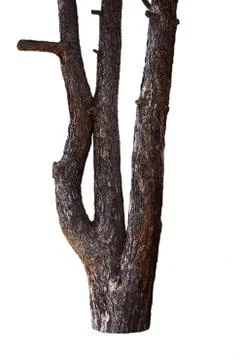 Tree Trunk Isolated On White Background Stock Photos