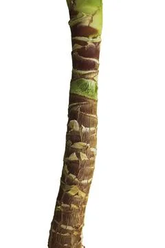 Tree trunk isolated on a white background Stock Photos