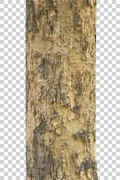 Tree trunk isolated on white background. Stock Photos