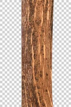 Tree trunk isolated on white background. Stock Photos
