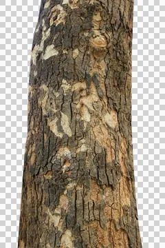 Tree trunk isolated on white background. Stock Photos