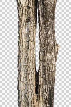 Tree trunk isolated on white background. Stock Photos