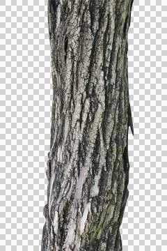 Tree trunk isolated on white background. Stock Photos