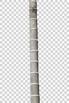 Tree trunk isolated on white background. Stock Photos