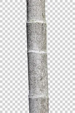 Tree trunk isolated on white background. Stock Photos