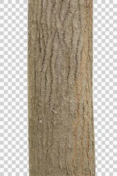 Tree trunk isolated on white background. Stock Photos