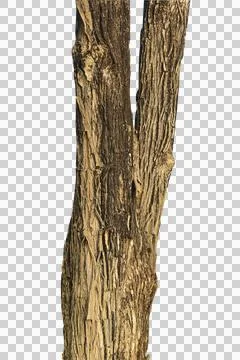 Tree trunk isolated on white background. Stock Photos