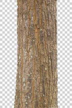Tree trunk isolated on white background and with clipping path. Stock Photos