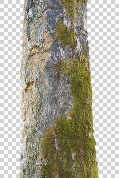 Tree trunk isolated on white background. Stock Photos