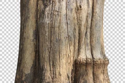 Tree trunk isolated on white background. Stock Photos