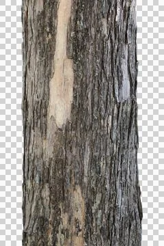 Tree trunk isolated on white background. Stock Photos