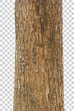 Tree trunk isolated on white background. Stock Photos
