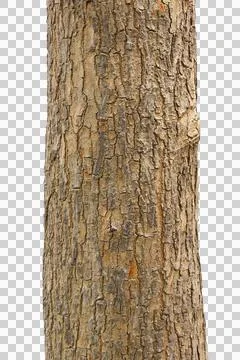Tree trunk isolated on white background. Stock Photos