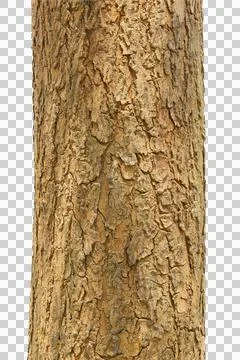 Tree trunk isolated on white background. Stock Photos