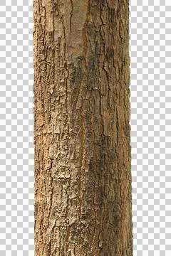 Tree trunk isolated on white background. Stock Photos