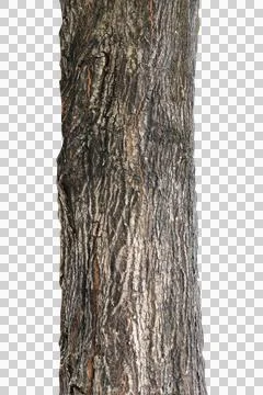 Tree trunk isolated on white background. Stock Photos