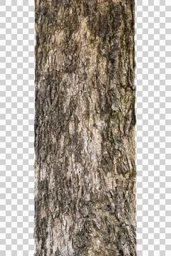 Tree trunk isolated on white background. Stock Photos