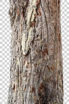 Tree trunk isolated on white background. Stock Photos